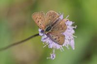 Lycaena tityrus