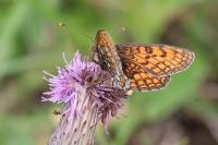 Melitaea parthenoides