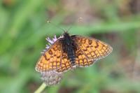 Melitaea parthenoides