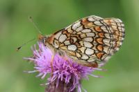Melitaea parthenoides