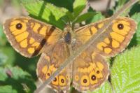 Lasiommata megera