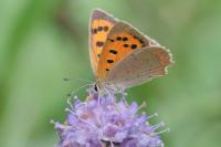 Lycaena phlaeas