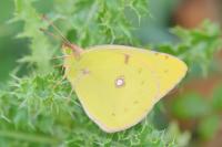 Colias crocea