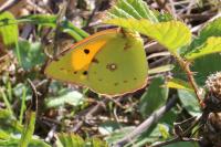 Colias crocea