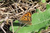 Lycaena phlaeas