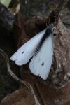 Pieris rapae