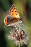 Lycaena phlaeas