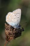 Polyommatus icarus
