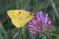 Colias crocea
