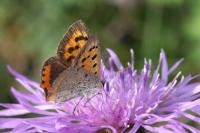 Lycaena phlaeas