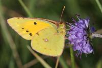 Colias crocea