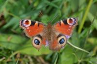 Aglais io