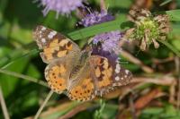 Vanessa cardui