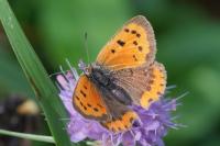 Lycaena phlaeas