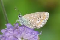 Polyommatus icarus