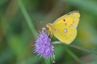 Colias crocea