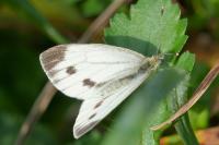 Pieris napi