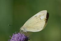 Pieris brassicae
