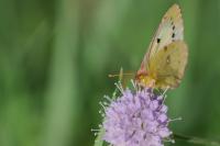 Colias crocea