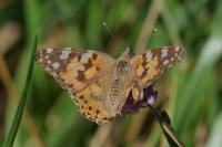 Vanessa cardui