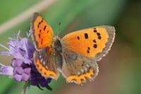 Lycaena phlaeas