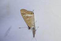 Lampides boeticus