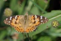 Vanessa cardui