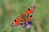 Aglais io