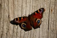 Aglais io