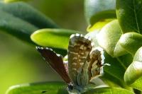 Cacyreus marshalli