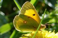 Colias crocea