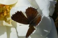 Cacyreus marshalli