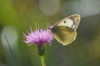 Colias crocea