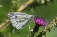 Pieris napi