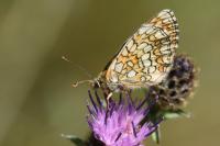 Melitaea parthenoides