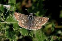Pyrgus armoricanus