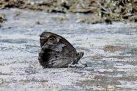 Hipparchia statilinus