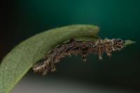 Limenitis reducta