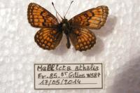 Melitaea parthenoides