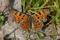 Polygonia c-album