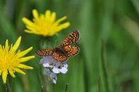 Euphydryas aurinia