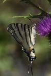 Iphiclides podalirius