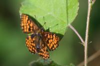 Melitaea athalia