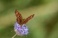 Boloria dia