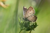 Leptotes pirithous
