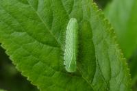 Thecla betulae