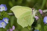 Gonepteryx rhamni
