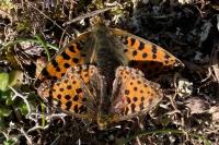 Issoria lathonia