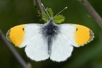 Anthocharis cardamines