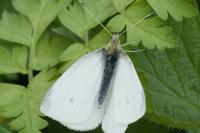 Pieris rapae
